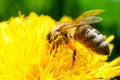 Pollen basket