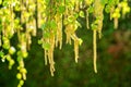 Pollen of birch tree blossom in the air in spring, April. Close up. Seasonal allergy.