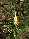 Pollen buds of a pine ordinary (Pinus sylvestris L. )