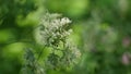 Pollen cocksfoot grass