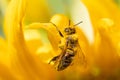 Pollen Collector: Bee Busily Working Sunflower Royalty Free Stock Photo