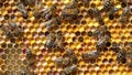 Pollen in combs