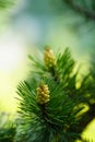 Pollen cone on a branch of pine Royalty Free Stock Photo