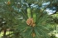 Pollen cone on branch of pine Royalty Free Stock Photo