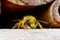 A pollen covered bee