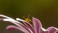 Pollen -covered beetle on top of a daisy flower.