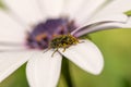 Pollen -covered beetle on top of a daisy flower macro photo. Royalty Free Stock Photo
