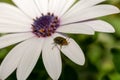 Pollen -covered beetle on top of a daisy flower macro photo. Close up view. Royalty Free Stock Photo