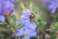 Pollen Covered Bumble Bee Hard At Work Royalty Free Stock Photo