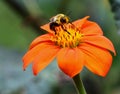 Pollen covered Bumblebee feeding on Mexican Sunflower Royalty Free Stock Photo