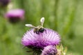 Pollen covered Bumblebee on a Texas Purple Thistle flower Royalty Free Stock Photo