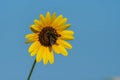 Pollen covered Carpenter Bee pollenating a Sunflower bloom