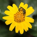 Pollen covered insect in a yellow daisy flower