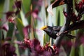 Pollen covered Starling