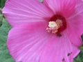 Pollen covered yellow ladybud journey from the center of an hibiscus flower