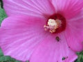 Pollen covered yellow ladybud walking from center of pink hibiscus flower Royalty Free Stock Photo