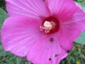 Pollen covered yellow ladybud walking on petals of pink hibiscus flower