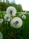 Pollen of a  dandelion Royalty Free Stock Photo