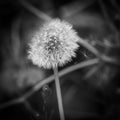 a pollen of a dandelion detaches to fly away