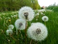 Pollen of a  dandelion Royalty Free Stock Photo