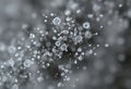 Pollen Dust Close up A macro shot of a cloud of pollen new beautiful