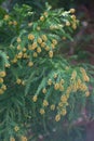 Pollen Dust of Japanese Cedar