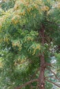 Pollen Dust of Japanese Cedar
