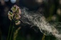 Pollen erupting from cocksfoot grass. Royalty Free Stock Photo