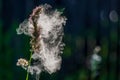 Pollen erupting from cocksfoot grass. Royalty Free Stock Photo