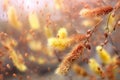 pollen falling from catkin, soft focus nature background