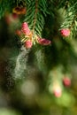 Pollen falling from conifer in the forest