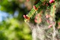 Pollen falling from the new pine blossom