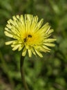 Pollen-feeding Beetle on Crepis Albida plant flowe Royalty Free Stock Photo
