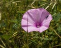 Pollen-feeding Beetle on Saltmarsh morning glory