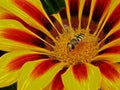 pollen filled bright gold and red gazania with feeding wasp Royalty Free Stock Photo