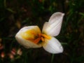 Pollen flower