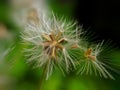 PollenÃÂ  flower