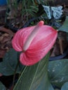 Flamingoplant pinkflower Royalty Free Stock Photo