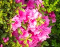 Wasp on Hedge Trimmed Pink Azaleas in Full Bloom
