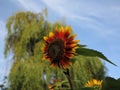 Pollen-free sunflower - Helianthus ProCut White Nite, originating from North America.