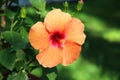 Hibiscus close up background