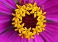 Pollen of gebera flower