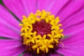 Pollen of gebera flower