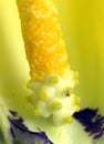 Pollen on Golden Arum Lily Royalty Free Stock Photo