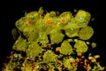 Pollen grains in anther