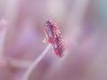 Pollen grains on Field Scabious stamen