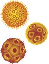 Pollen grains