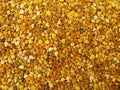 Pollen granules full frame Royalty Free Stock Photo