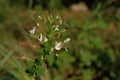 Pollen grass flowers close up