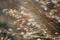 Grass tilting in the wind Royalty Free Stock Photo